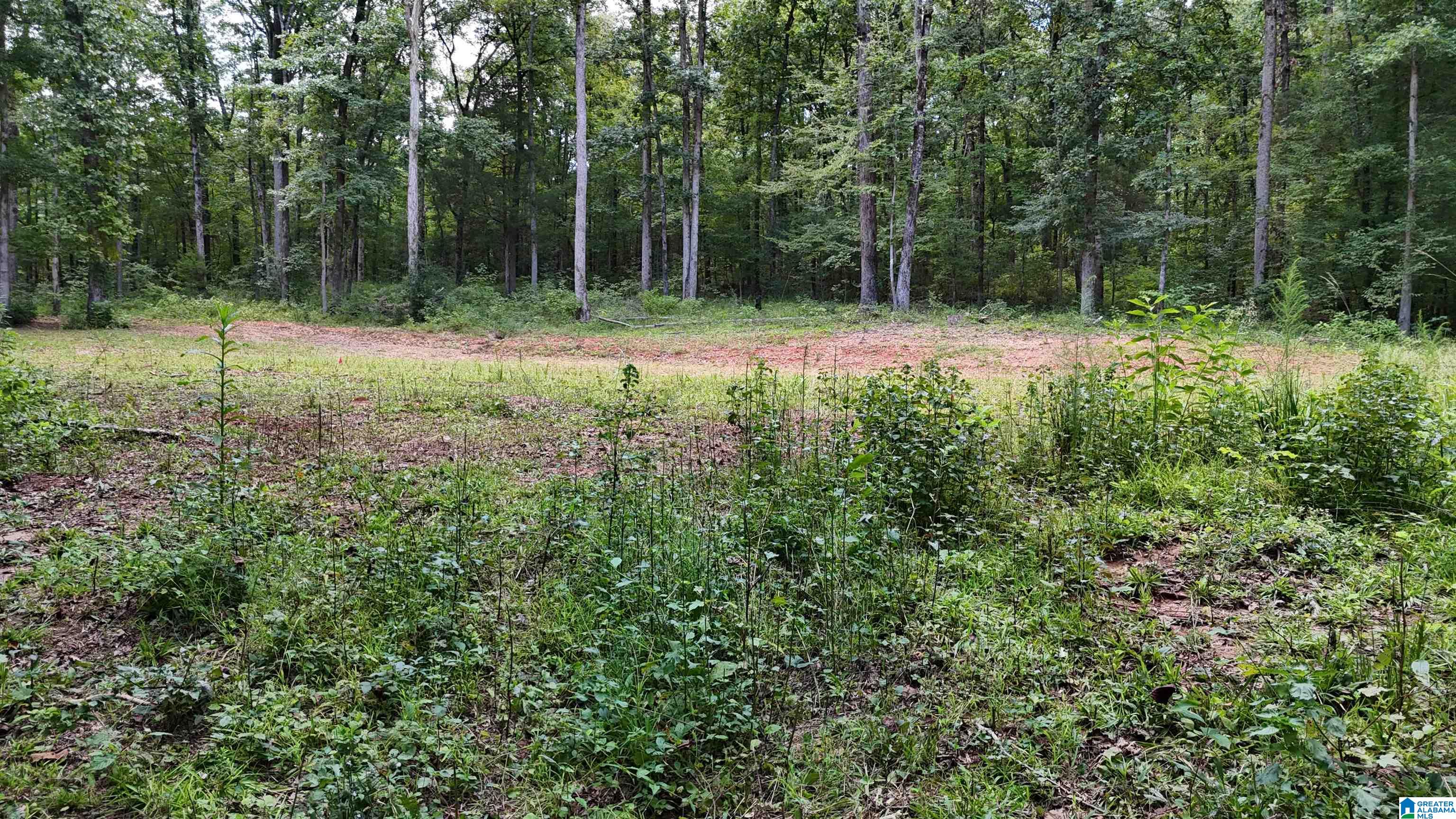 2170 Birmingham Road Centreville, AL 35042 - Photo 3 of 32
