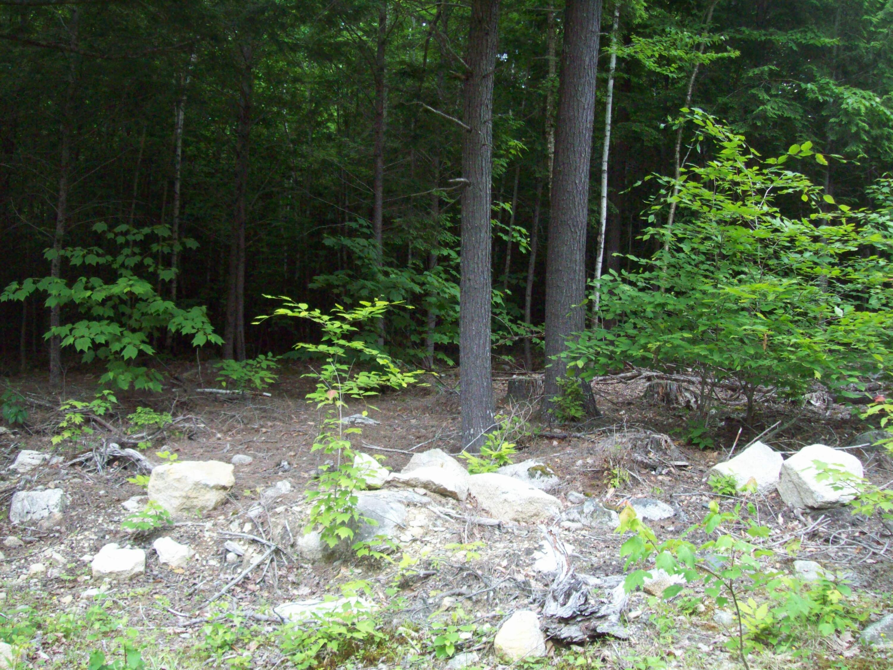 41-015 Pierce Webber Road Lincoln, ME 04457 - Photo 10 of 14 100_3849