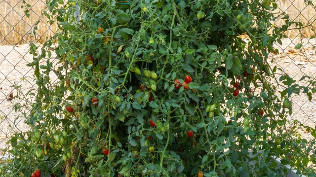 $1,139,000 | 15296 N Highway, Lodi, CA 95240