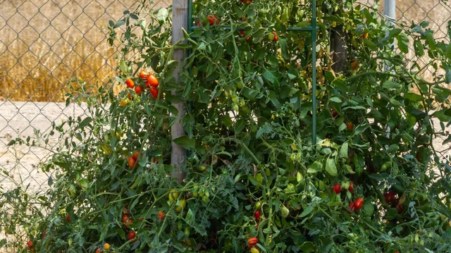 $1,139,000 | 15296 N Highway, Lodi, CA 95240