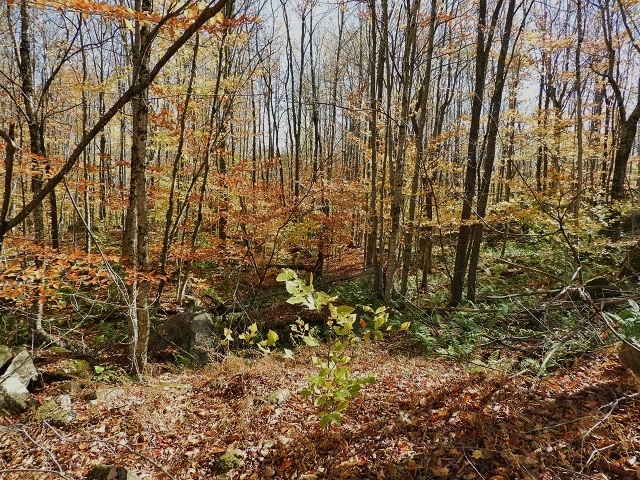48 Beaver Brook Road Washington, NH 03280 - Photo 26 of 29