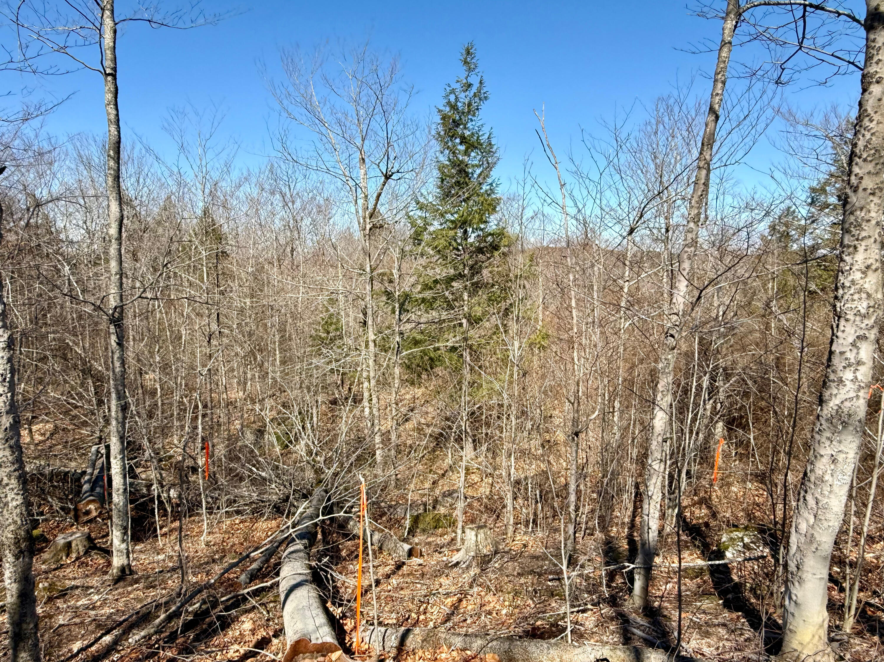 Map8-lot53b Buckfield Road South Paris, ME 04281 - Photo 7 of 8 IMG_2026-05-01-165249