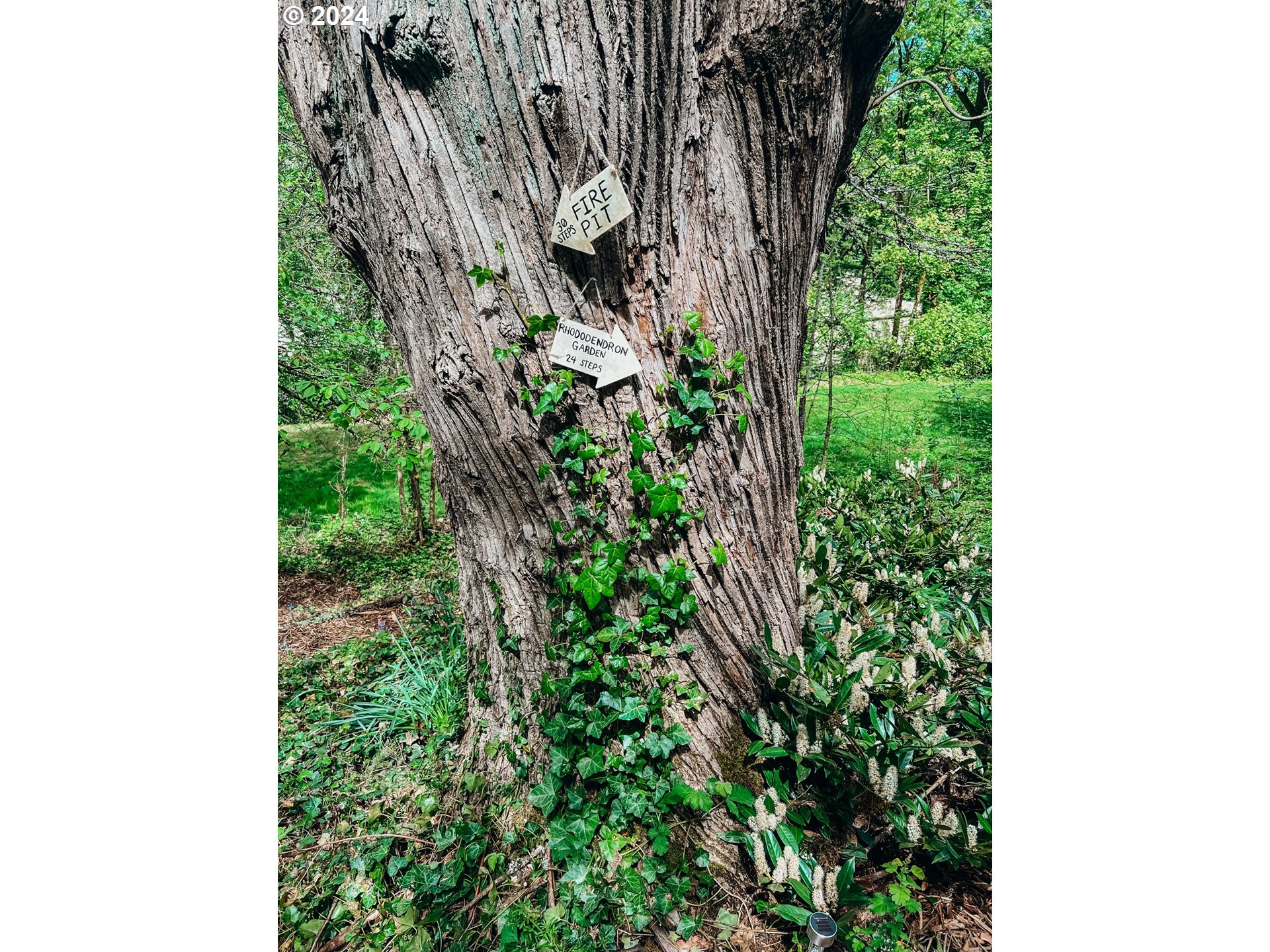 4335 Southwest Cullen Boulevard Portland, OR 97221 - Photo 42 of 46 a close up of a plant