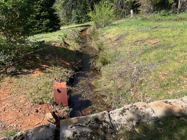 a view of a yard with plants and large trees