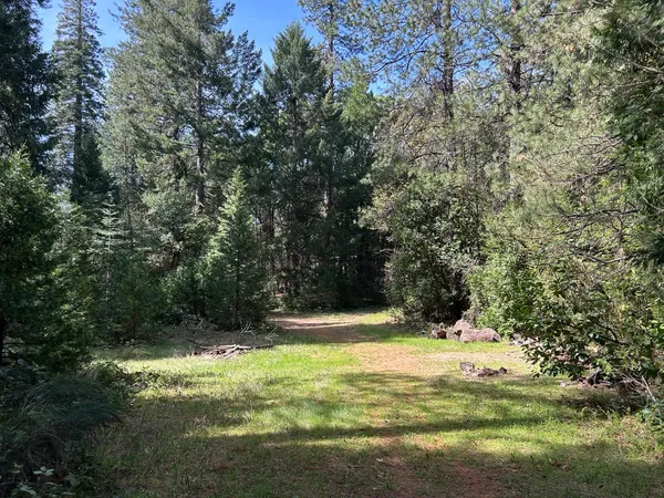 a view of a yard with large trees