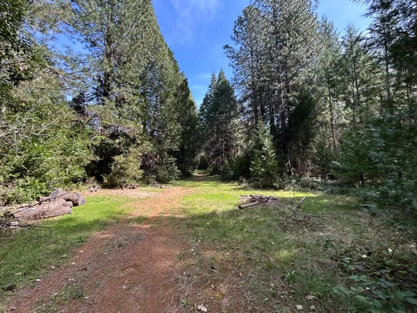 a view of a yard with a tree