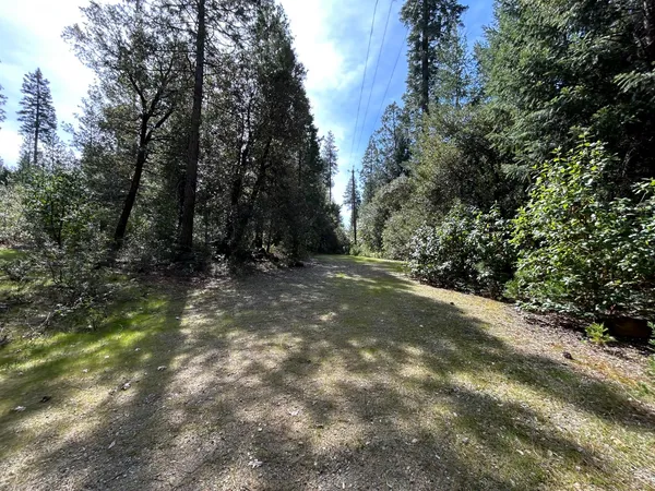 a view of a forest with trees in the background