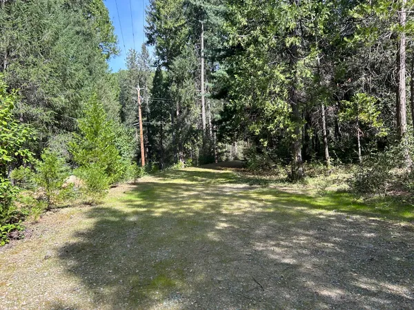 a view of a trees with a trees