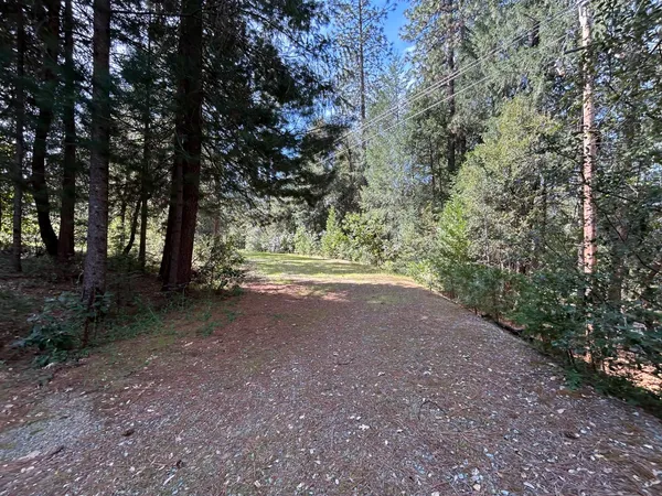 a view of a forest with trees in the background
