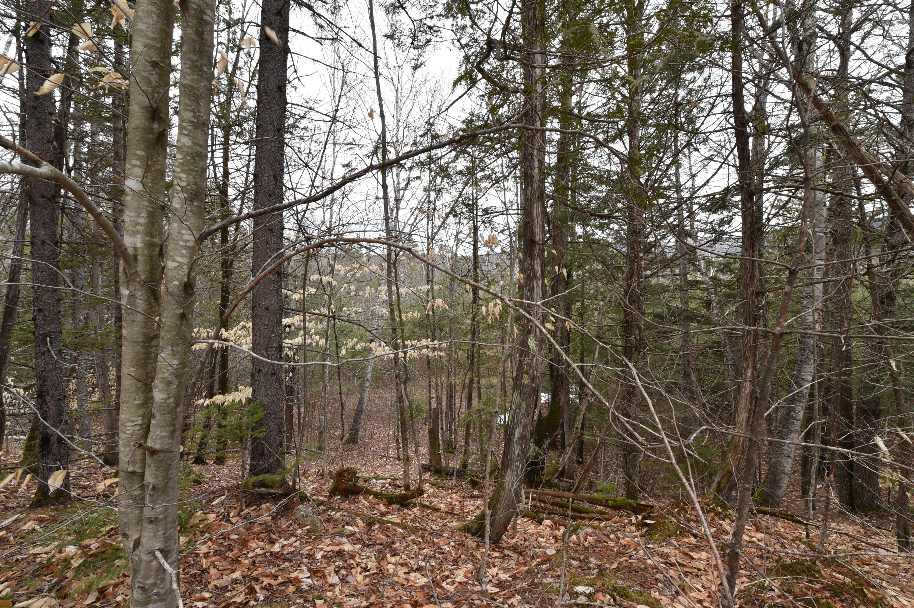 267 Old County Road New Portland, ME 04961 - Photo 42 of 53 DSC_5584