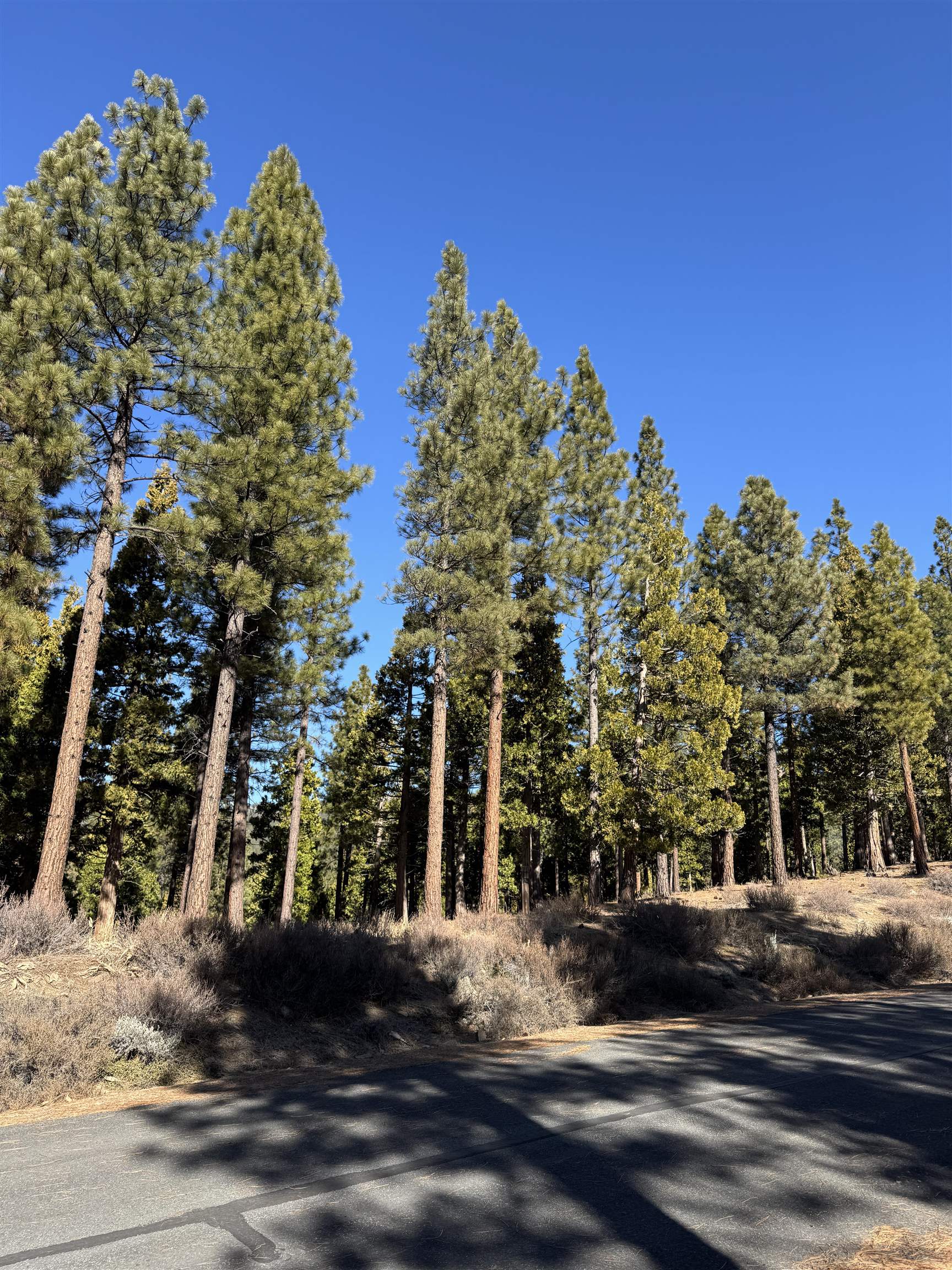 78 South Ridge Road Portola, CA 96122 - Photo 15 of 22
