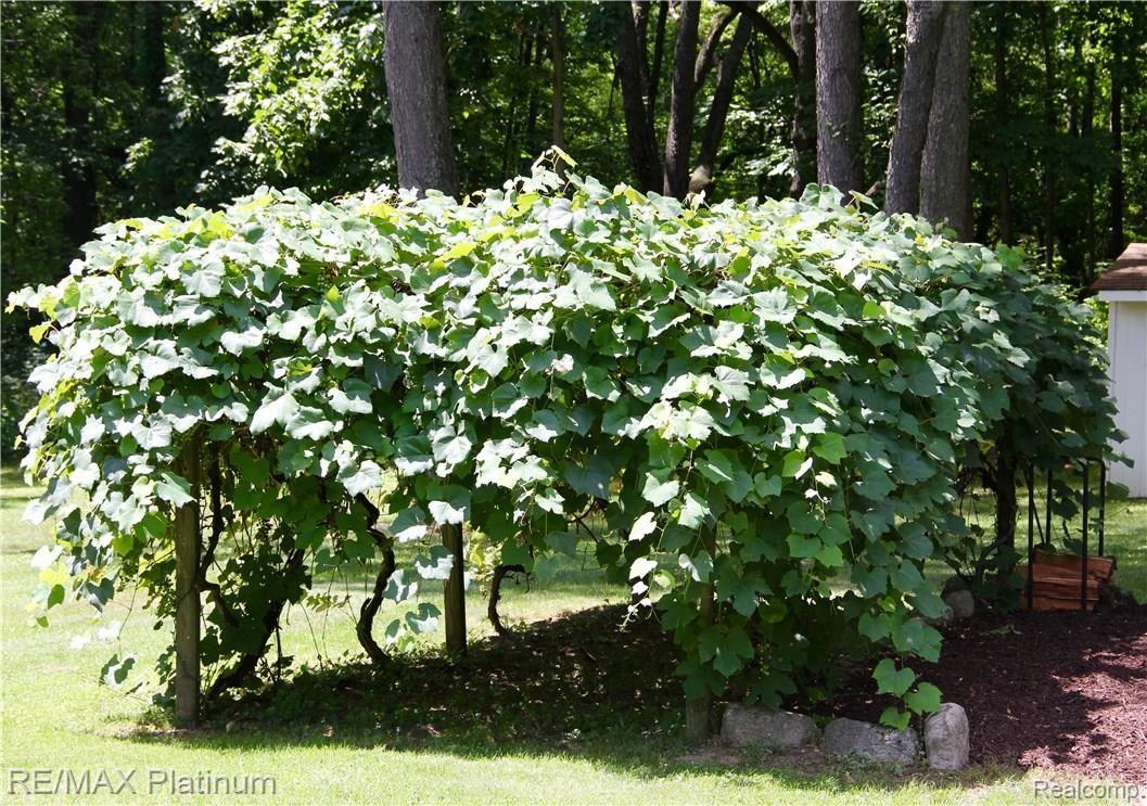 5775 Bullard Road Fenton, MI 48430 - Photo 46 of 50 Divine Grapevines.