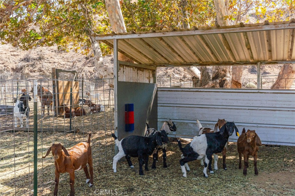 8411 Reche Canyon Road Colton, CA 92324 - Photo 73 of 74 Working Ranch-Goats