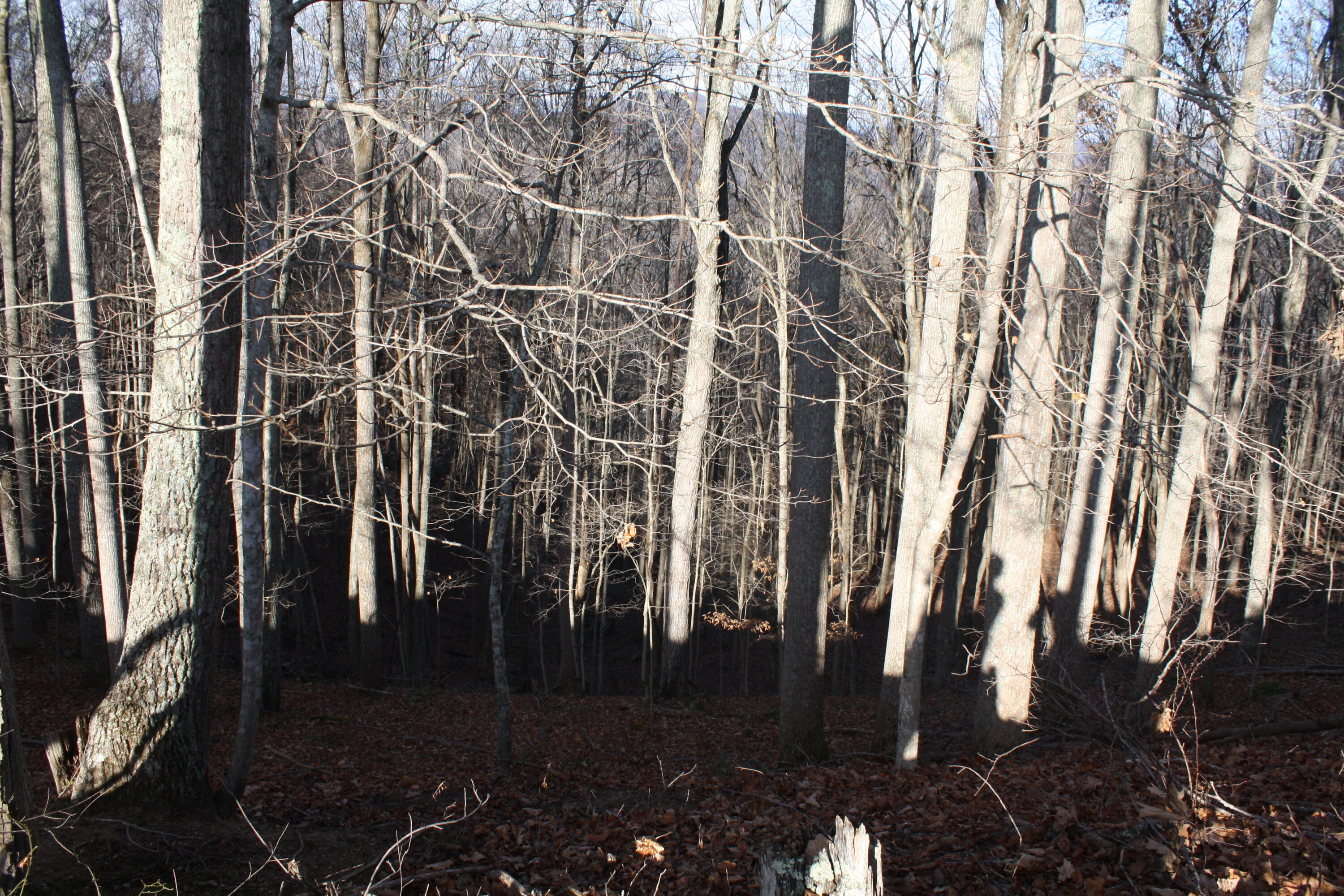 Zion Mountain Road Hinton, WV 25951 - Photo 37 of 73 Gallery Image 37
