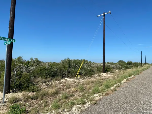 a view of a tall tree next to a road