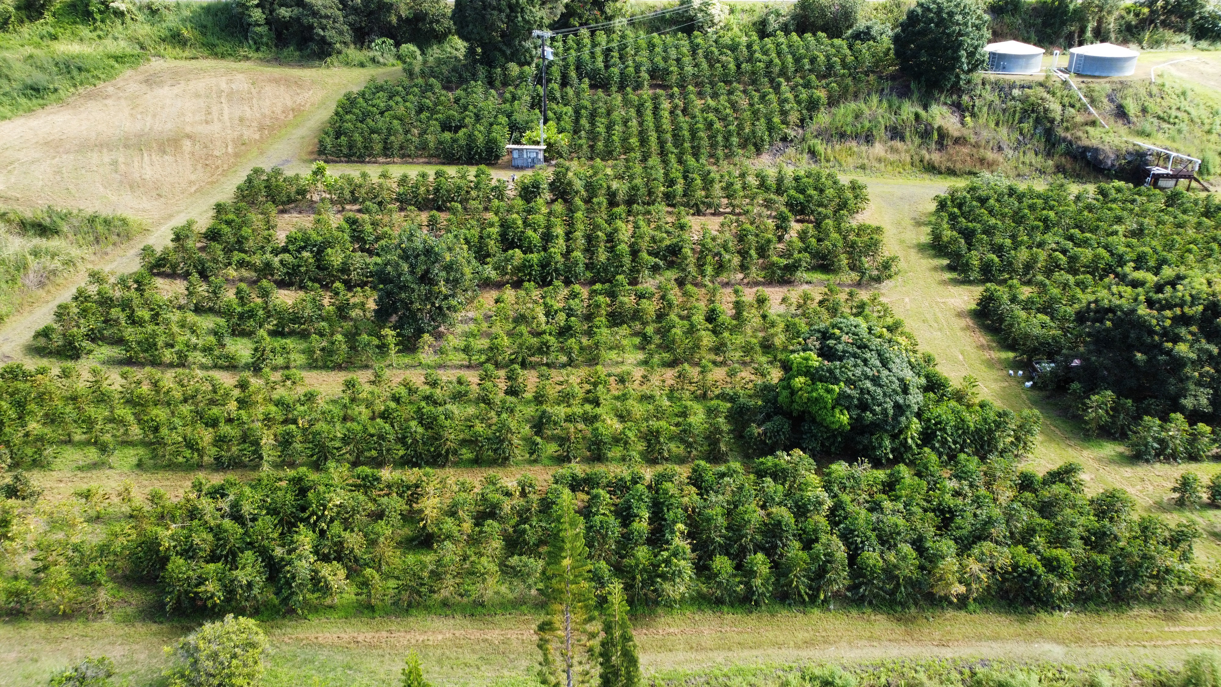 14 Lot Captain Cook, HI 96704 - Photo 7 of 13 a view of a garden