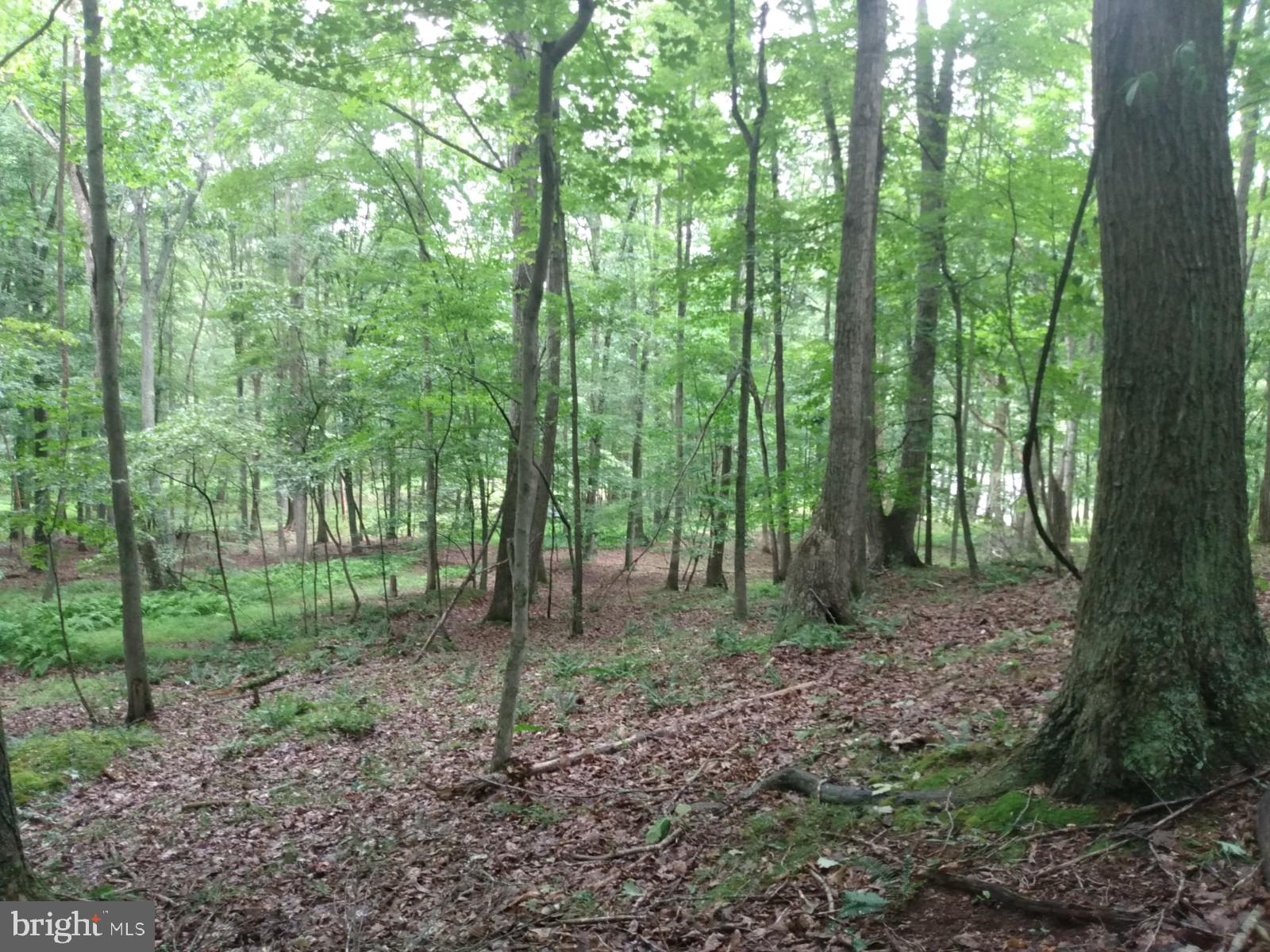 Cacapon Road Berkeley Springs, WV 25411 - Photo 1 of 2 Gallery Image 1