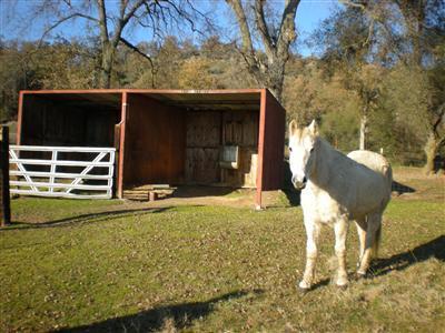 40924 Harris Road Springville, CA 93265 - Photo 29 of 32 Awww!!!! What a cutie!!!