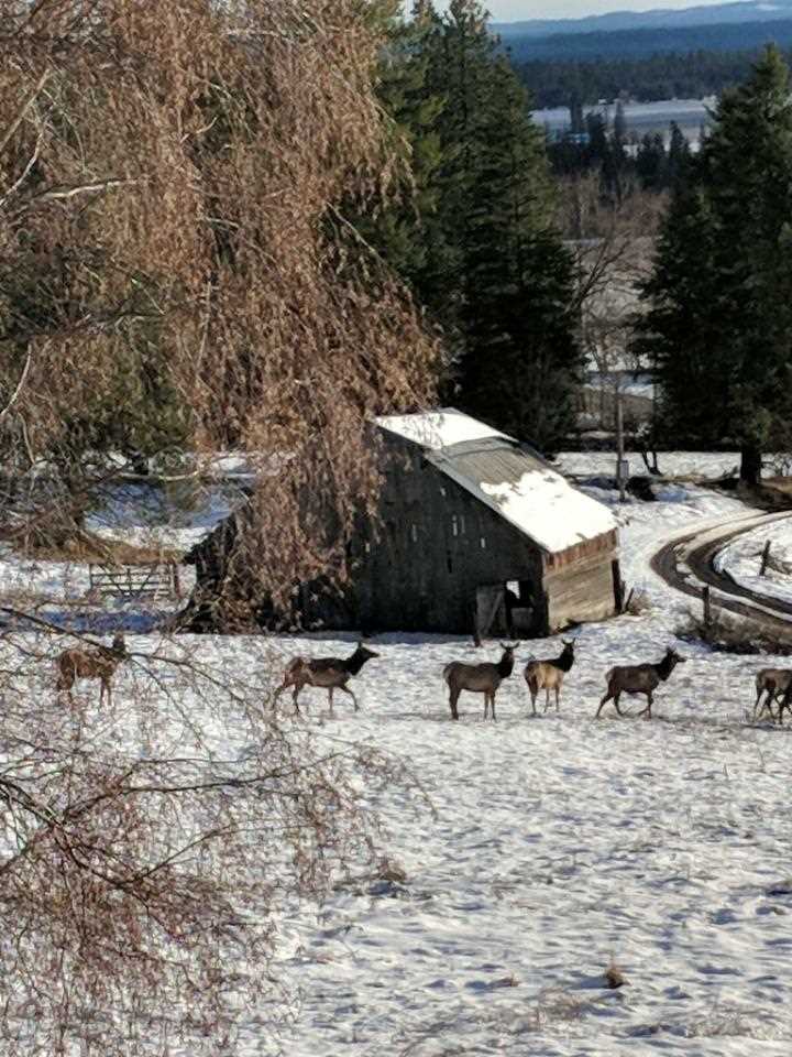 1271 Kirkpatrick Road Elk, WA 99009 - Photo 17 of 20