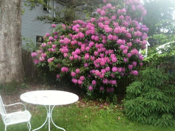 11 Alfreton Road Needham, MA 02494 - Photo 21 of 21