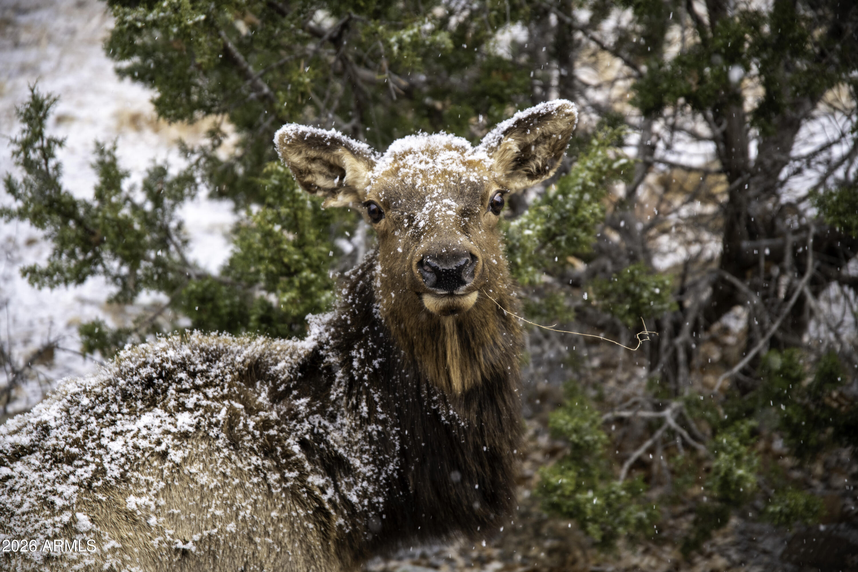 3633 Sunset Ridge Loop, Unit 166 Happy Jack, AZ 86024 - Photo 4 of 76 Your Neighbors