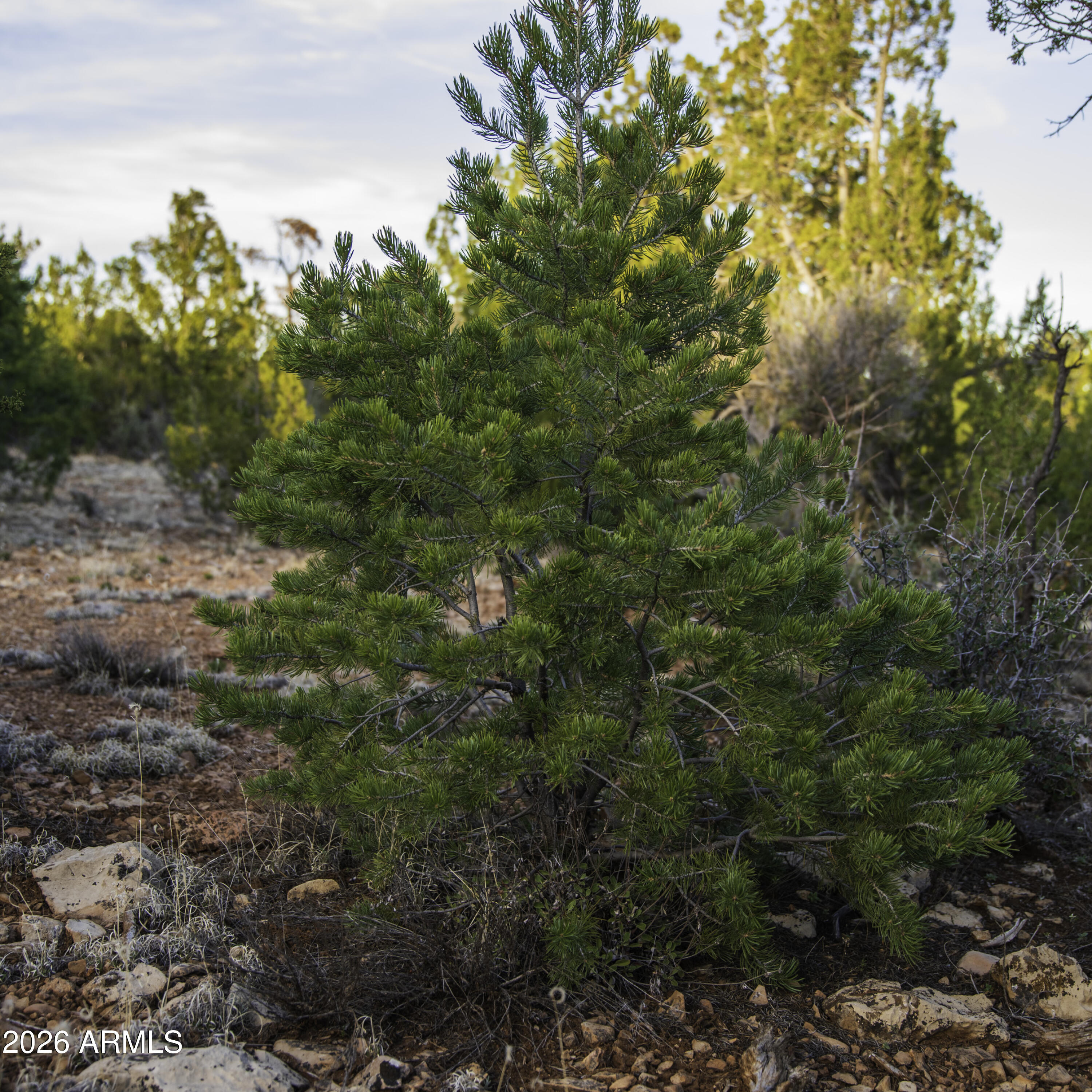 3633 Sunset Ridge Loop, Unit 166 Happy Jack, AZ 86024 - Photo 10 of 76 _8508253