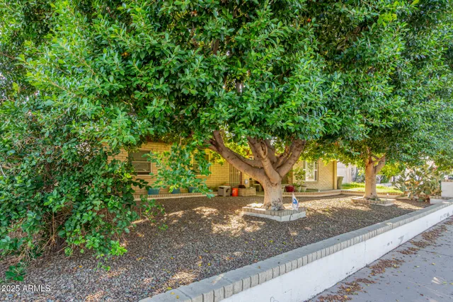 a view of a yard with plants and trees