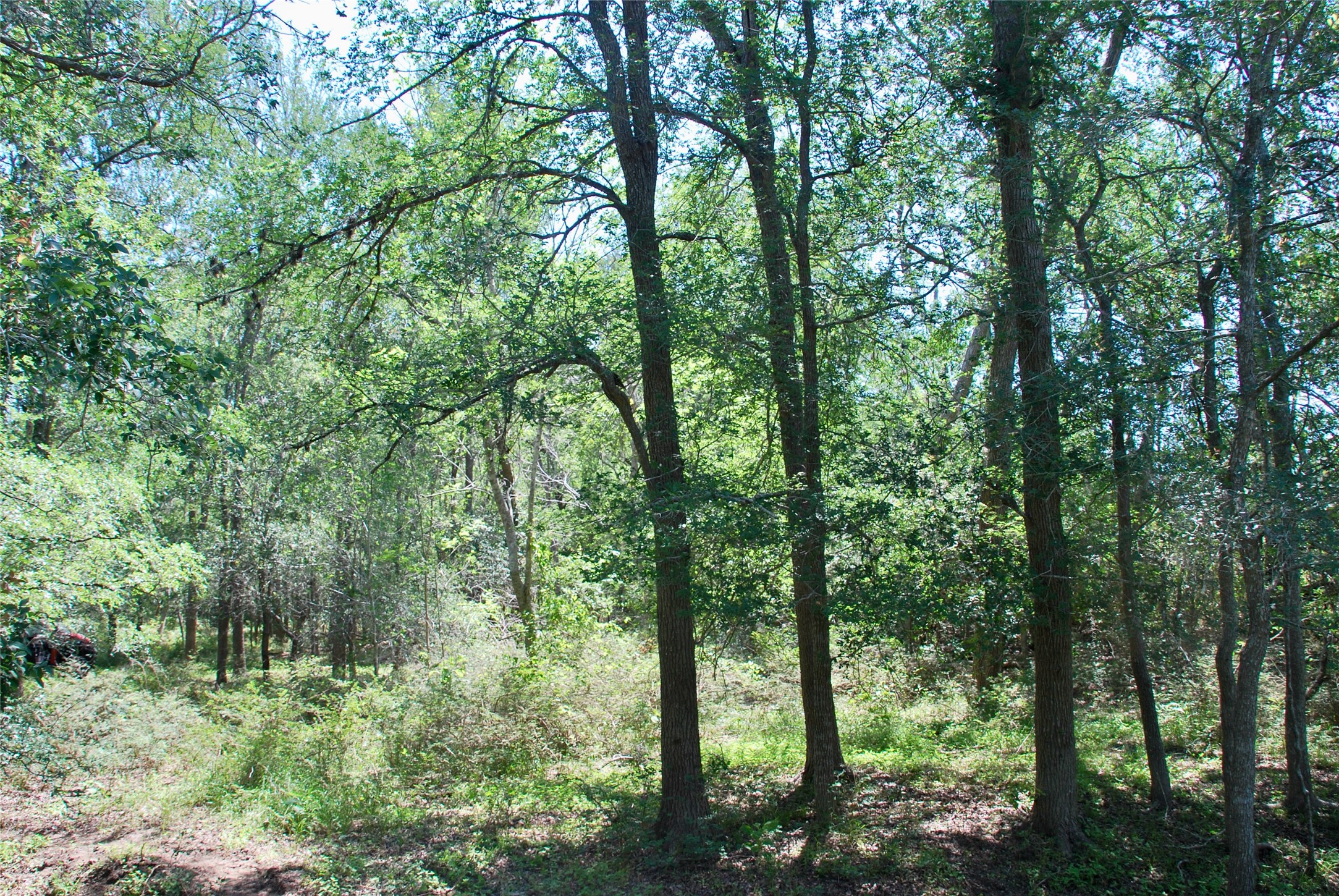 1049 Muehr Road Weimar, TX 78962 - Photo 15 of 24 a view of forest