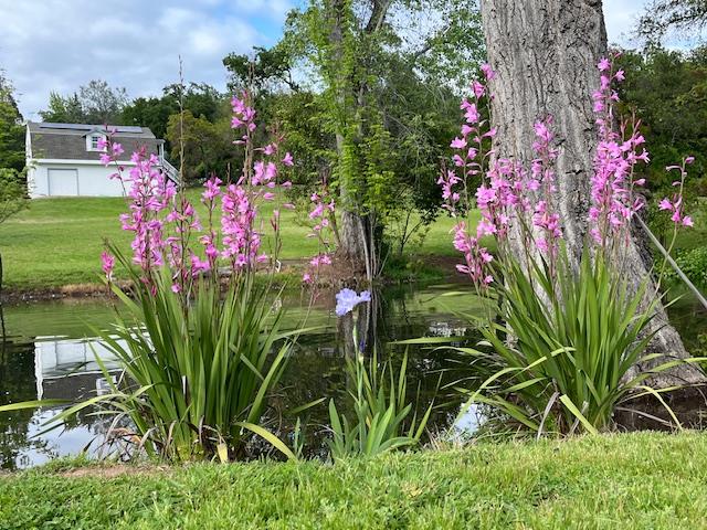 9240 Rock Springs Road Newcastle, CA 95658 - Photo 65 of 84