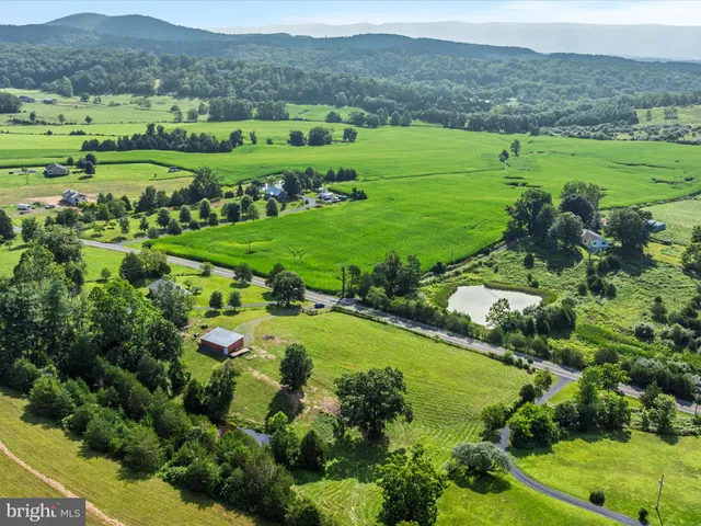 a view of a lush green field with lots of plants and flowers