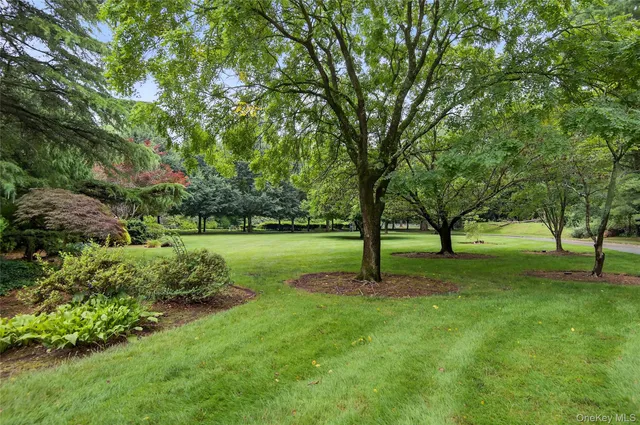 a view of a tree in a park