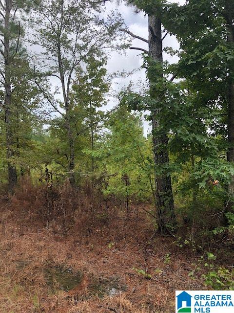 0 Nunnally Lake Road, Unit ACERAGE Ohatchee, AL 36271 - Photo 9 of 12