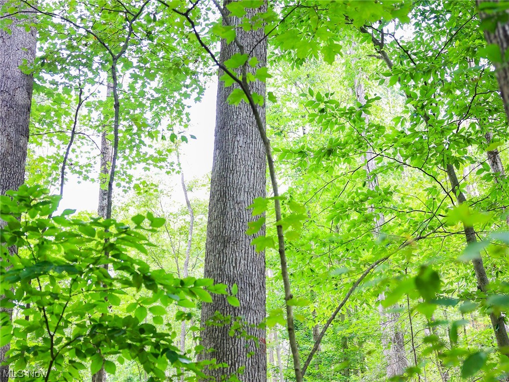 73110 Turkey Run Road Kimbolton, OH 43749 - Photo 17 of 29 View of local wilderness