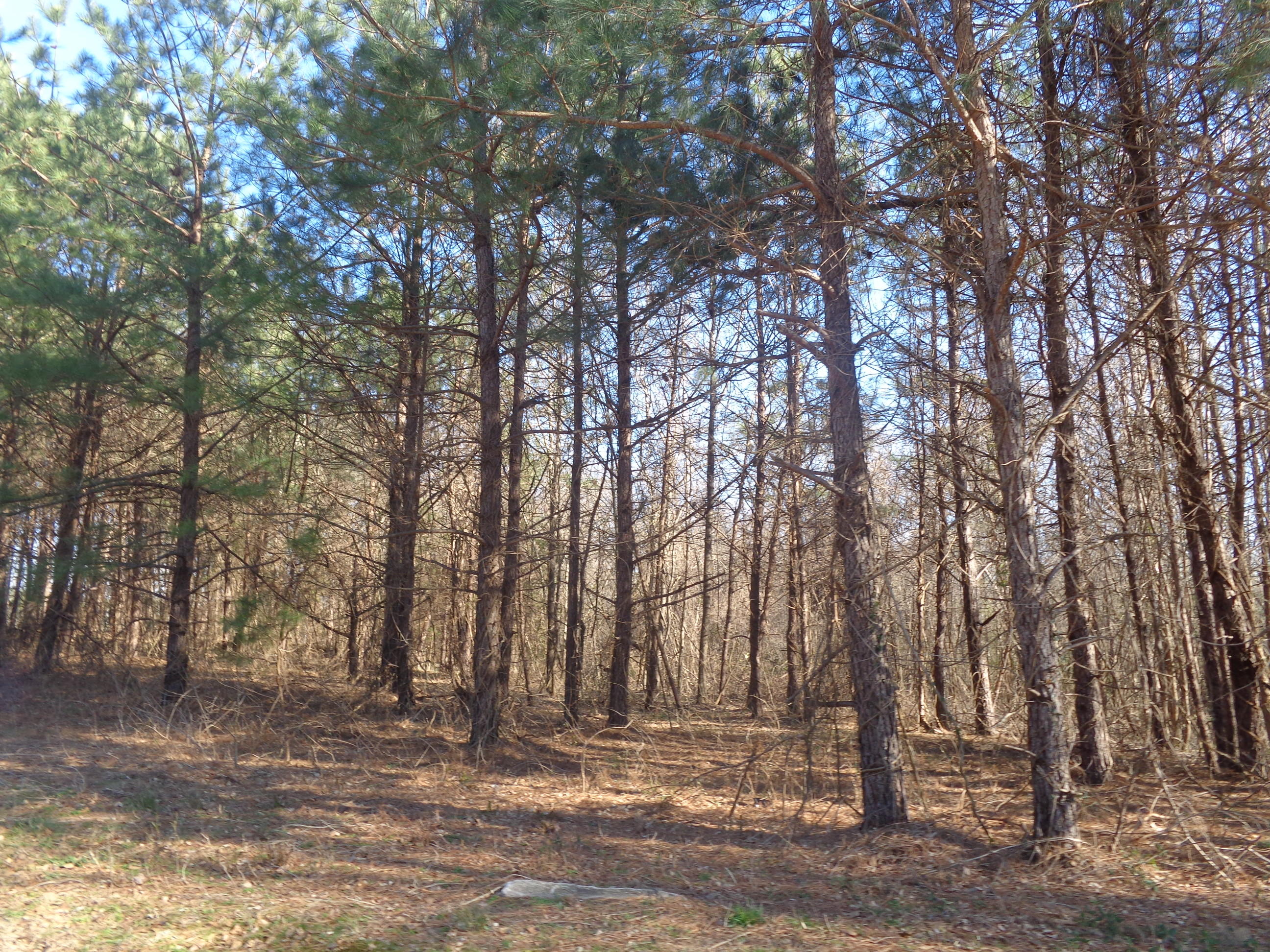 Tbd Dockery Road Rockingham, NC 28379 - Photo 4 of 6 DSC03573