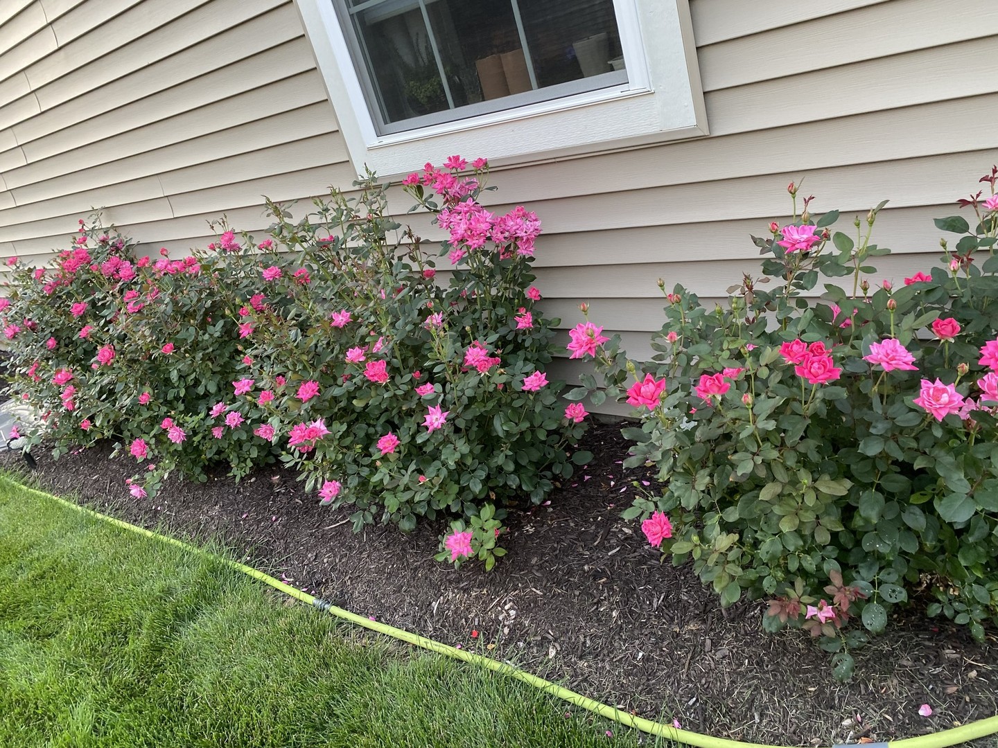 13423 Summergrove Drive Plainfield, IL 60585 - Photo 30 of 37 a view of a flowers in back yard of the house