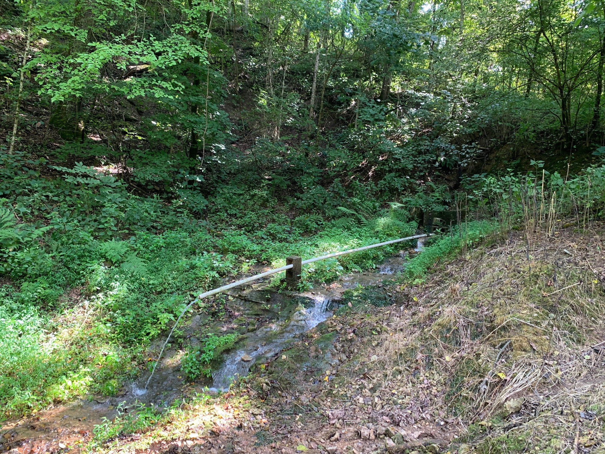 525 York Hollow Road Pulaski, TN 38478 - Photo 3 of 48 a view of forest