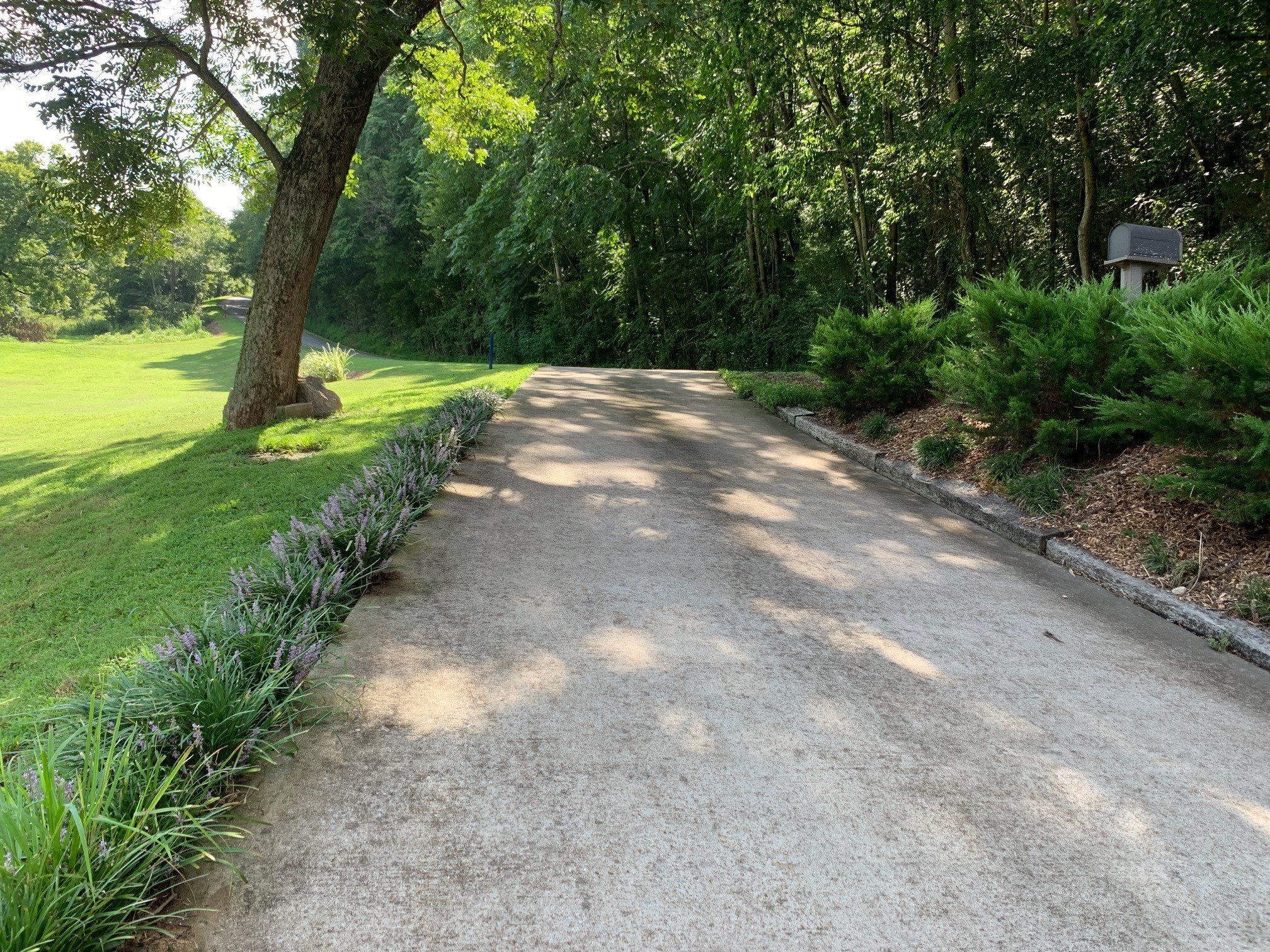 525 York Hollow Road Pulaski, TN 38478 - Photo 42 of 48 a view of a yard with a trees