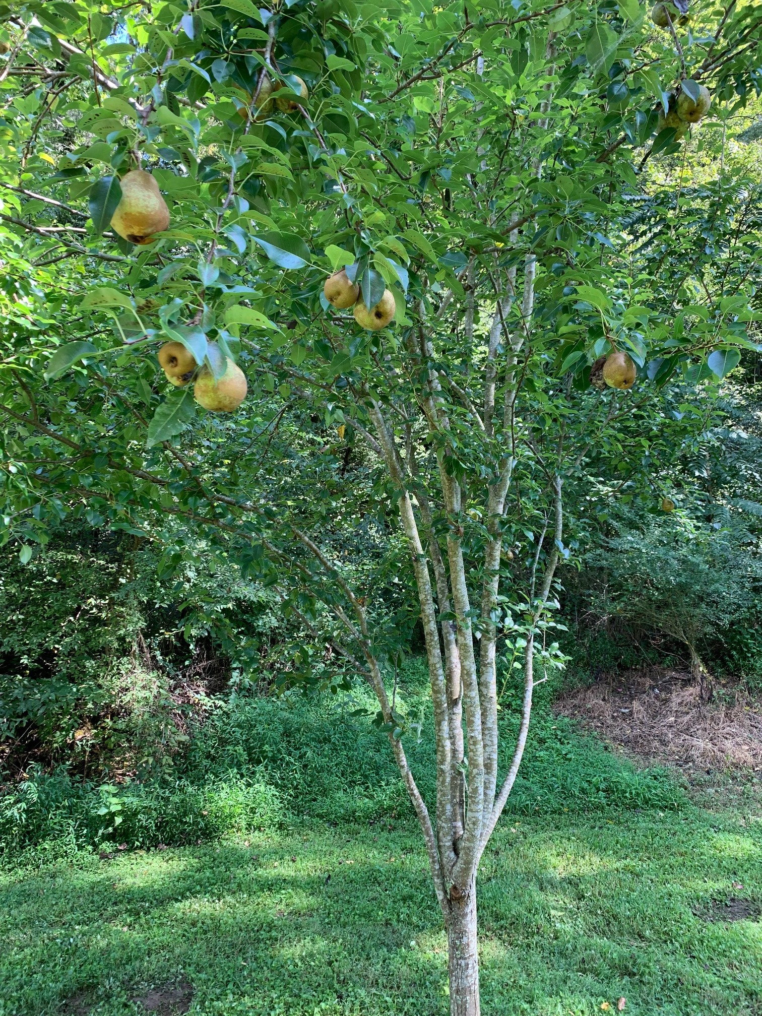 525 York Hollow Road Pulaski, TN 38478 - Photo 46 of 48 a view of a tree in a garden