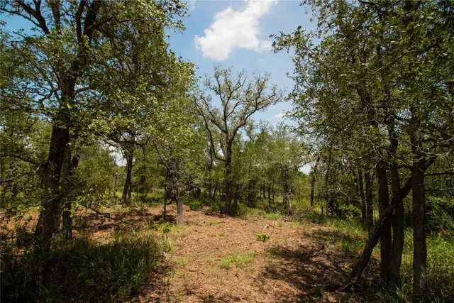 a view of a yard with trees