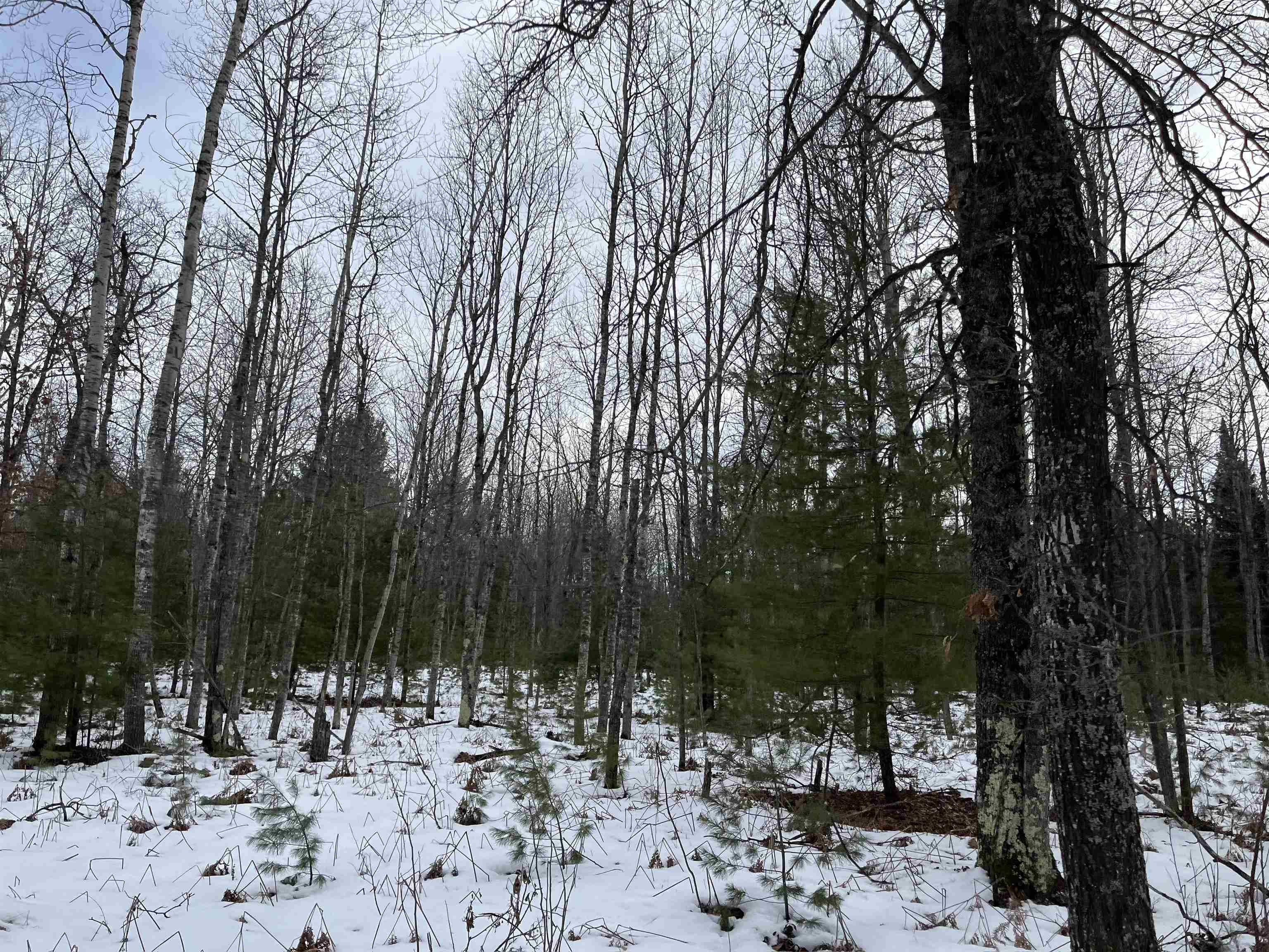 V/l Kolarvic Road Manton, MI 49663 - Photo 2 of 7 Gallery Image 2
