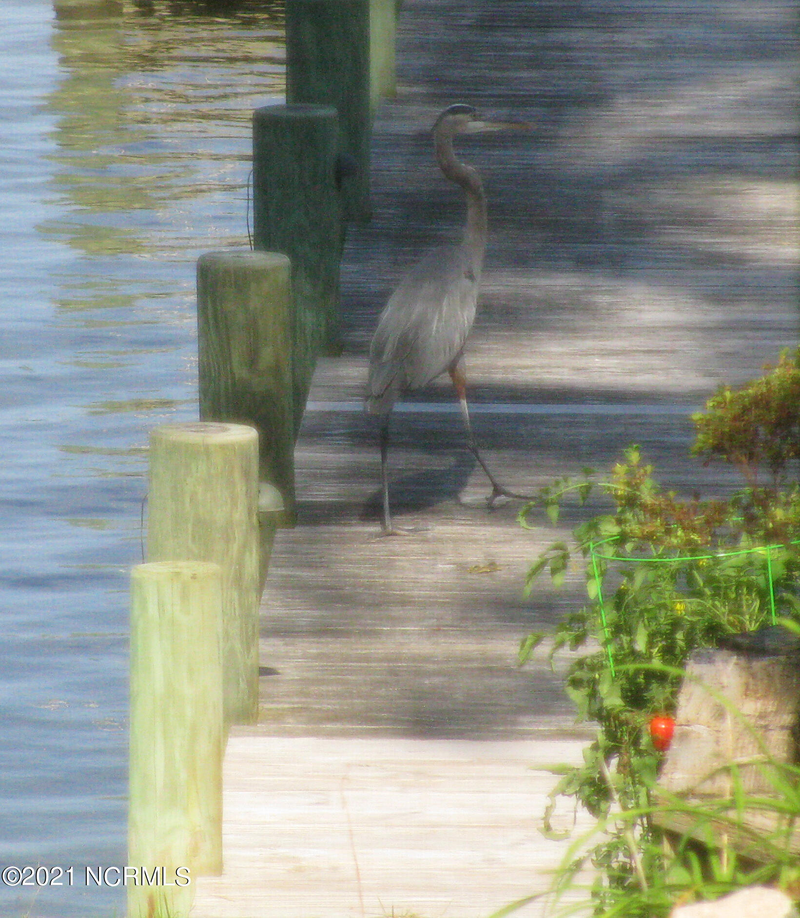 101 North Teachs Point Road Bath, NC 27808 - Photo 58 of 59 Friendly visitor