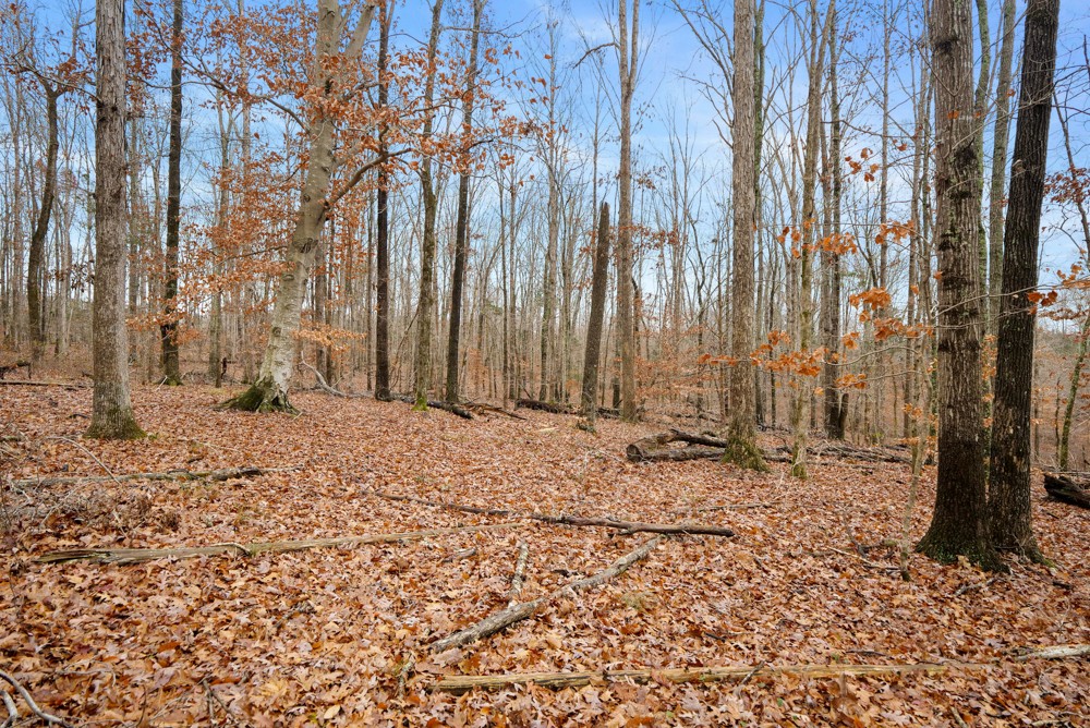 1199 Alvin Dickson Road Dickson, TN 37055 - Photo 11 of 19 Gallery Image 11