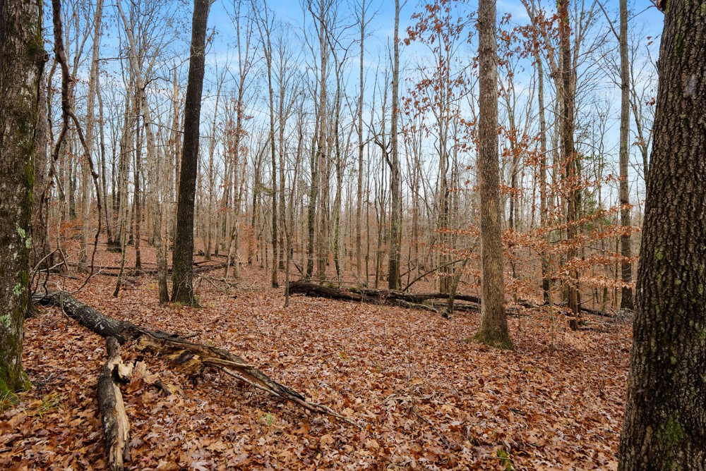 1199 Alvin Dickson Road Dickson, TN 37055 - Photo 12 of 19 Gallery Image 12