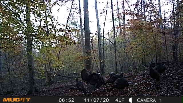 1199 Alvin Dickson Road Dickson, TN 37055 - Photo 18 of 19 Gallery Image 18
