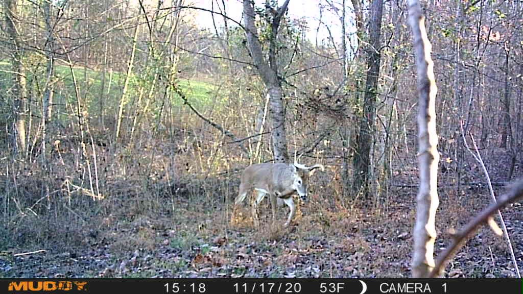 1199 Alvin Dickson Road Dickson, TN 37055 - Photo 19 of 19 Gallery Image 19