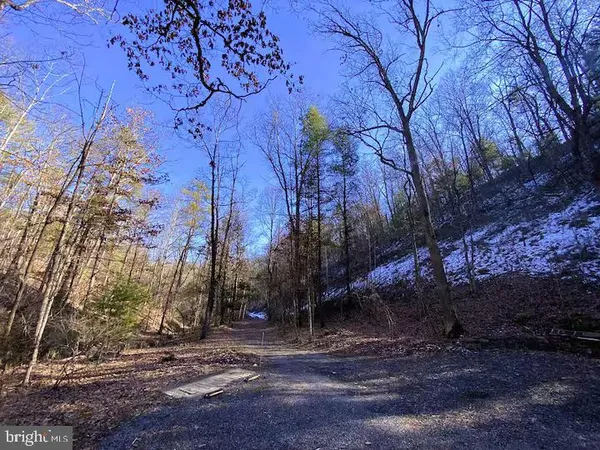 a view of a forest with trees