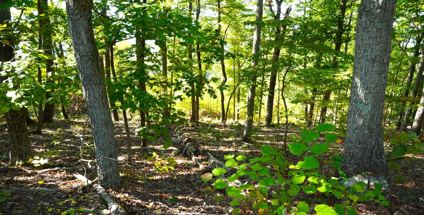 22-ac Sunset Drive LaFayette, GA 30728 - Photo 21 of 37 4.4 (Property Up-Close)