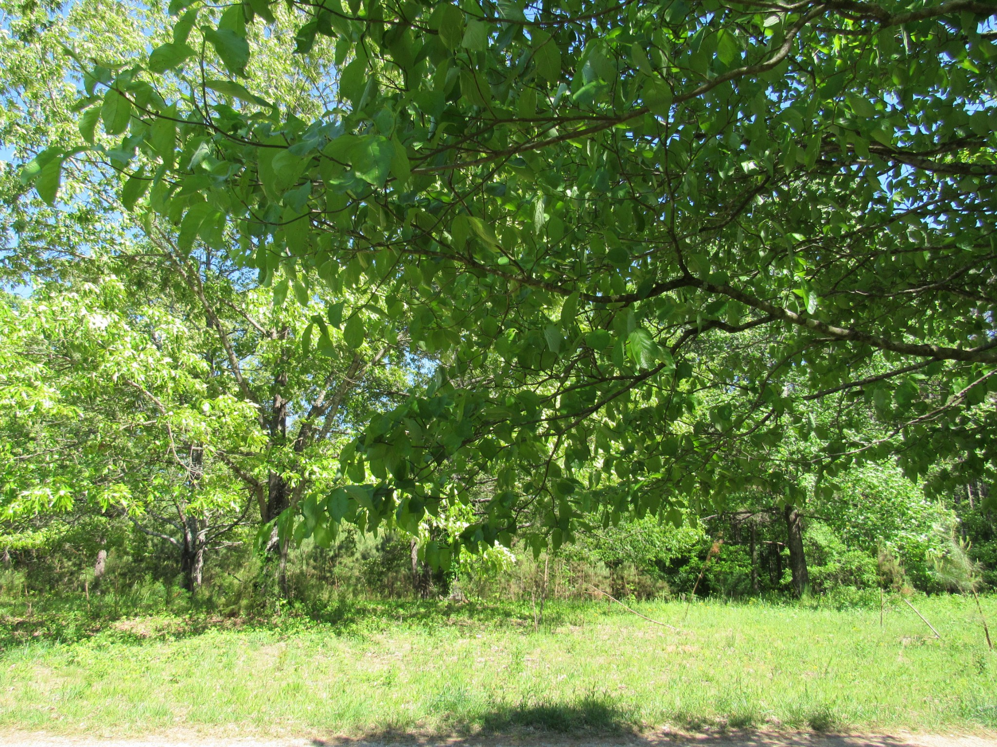 995 Old Railroad Bed Road Taft, TN 38488 - Photo 15 of 18 Gallery Image 15