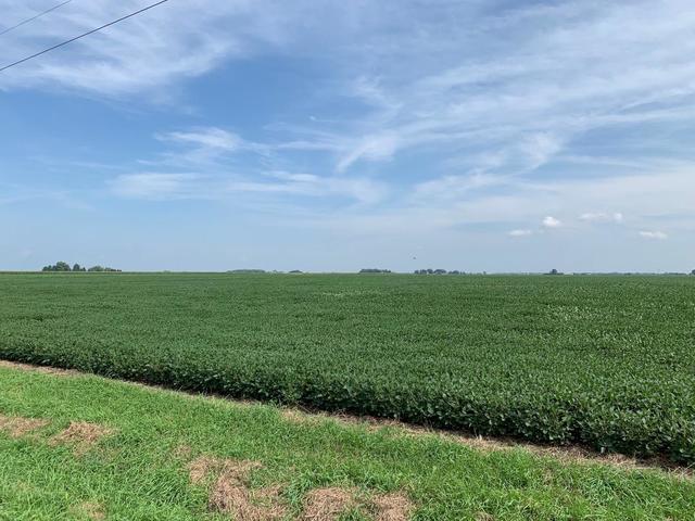 2000 East Woods Road Gardner, IL 60424 - Photo 6 of 7 a view of a big yard with a large tree