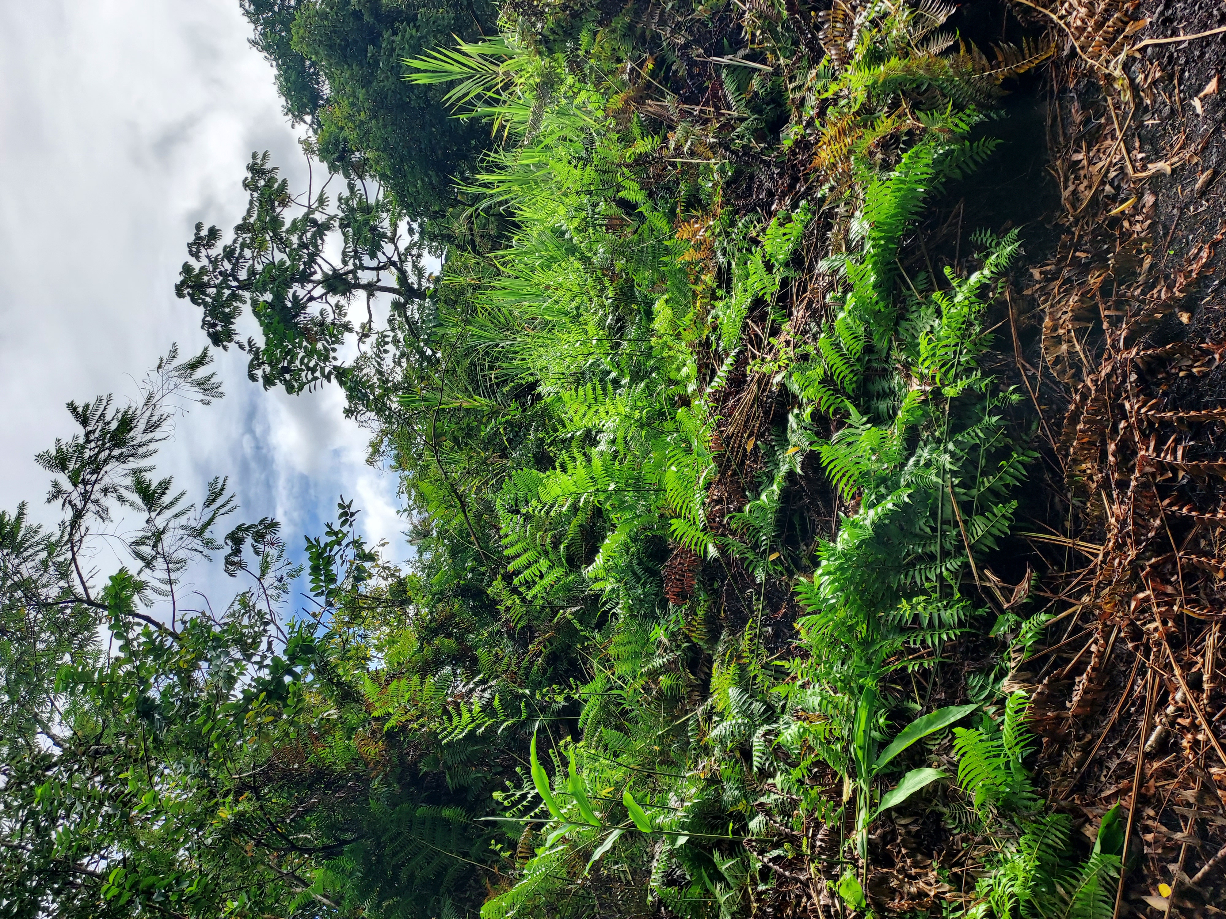 17-737 Lot A Ala Loop Mountain View Kurtistown, HI 96760 - Photo 11 of 28